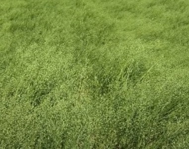 camelina sativa